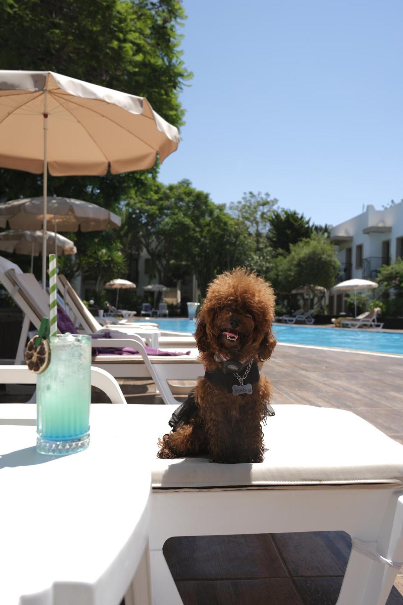 Flora Hotel Gümbet Εξωτερικό φωτογραφία